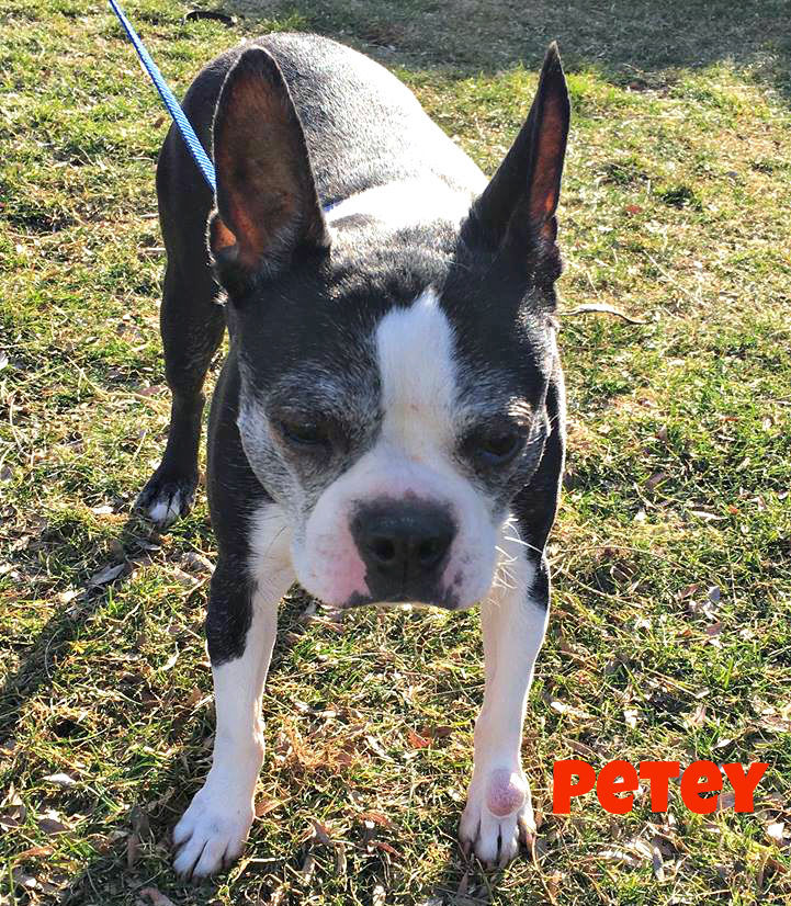 Petey - My Loveable Angels